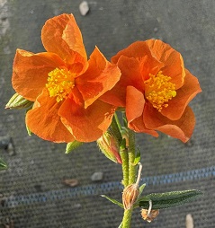 Helianthemum 'Ben Mohr'